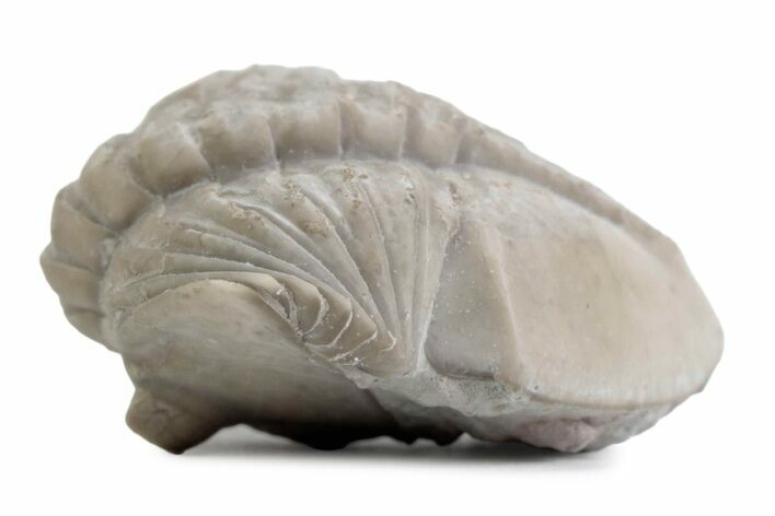Bargain, Partially Enrolled Asaphus Trilobite - Russia #363242